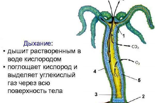 Как зарегаться на кракене