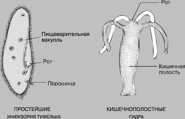 Кракен ссылка pw